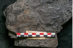 Foto (Detailansicht) von Palissya podocarpoides Ettingshausen (NHMW-GEO-2024-0188-10308)
